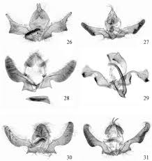 Attēlu rezultāti vaicājumam “Ancylis apicella”