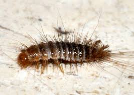 Attēlu rezultāti vaicājumam “Anthrenus sp.”