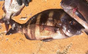 Image result for Diplodus cervinus