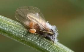 Attēlu rezultāti vaicājumam “Adelges laricis nymph”