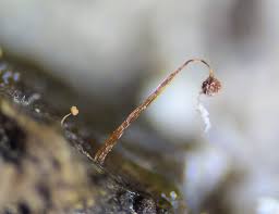 Attēlu rezultāti vaicājumam “Cribraria microcarpa”