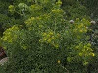 Attēlu rezultāti vaicājumam “Libanotis montana”