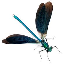 Attēlu rezultāti vaicājumam “Calopteryx splendens”