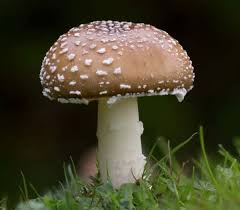 Attēlu rezultāti vaicājumam “Amanita pantherina”