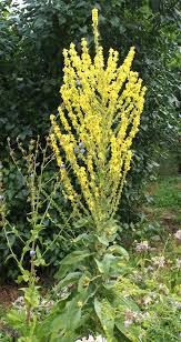 Image result for Königskerzen