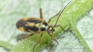 Attēlu rezultāti vaicājumam “Stenotus binotatus”