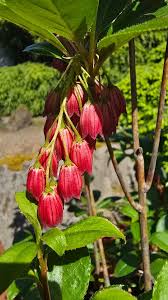Attēlu rezultāti vaicājumam “Enkianthus chinensis flower”