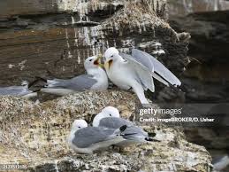 Attēlu rezultāti vaicājumam “Rissa tridactyla nest”