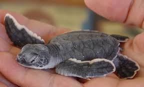 Image result for Chelonia mydas