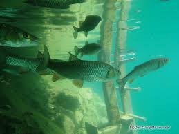 Image result for Squalius cephalus cavedanus