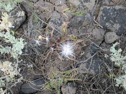 Image result for Agoseris major