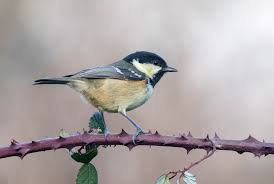 Attēlu rezultāti vaicājumam “Periparus ater”