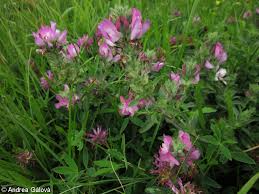 Attēlu rezultāti vaicājumam “Ononis arvensis”