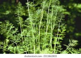 Attēlu rezultāti vaicājumam “Anethum graveolens leaf”