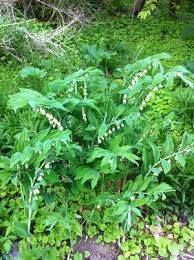 Attēlu rezultāti vaicājumam “Polygonatum multiflorum  leaf”