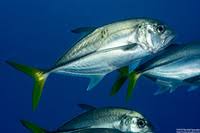 Image result for Caranx latus