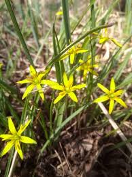 Attēlu rezultāti vaicājumam “Gagea pratensis flower”