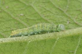 Attēlu rezultāti vaicājumam “Orthosia larvae”