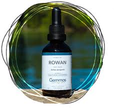 Attēlu rezultāti vaicājumam “Sorbus aucuparia bud”