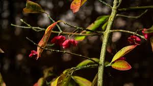 Attēlu rezultāti vaicājumam “Euonymus europaeus fruit”
