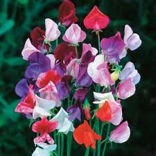 Image result for Lathyrus odoratus