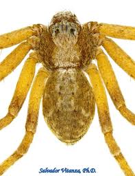 Attēlu rezultāti vaicājumam “Philodromidae”