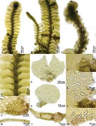 Attēlu rezultāti vaicājumam “Jungermannia hyalina cells”