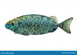 Image result for Calotomus carolinus