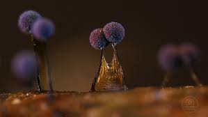 Attēlu rezultāti vaicājumam “Physarum viride var. incanum macro”