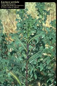 Attēlu rezultāti vaicājumam “Lactuca serriola”