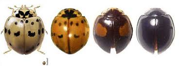Attēlu rezultāti vaicājumam “Coccinellidae”