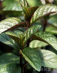 Image result for Menta x piperita