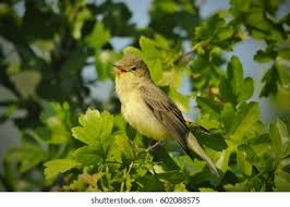 Attēlu rezultāti vaicājumam “Hippolais icterina adult”