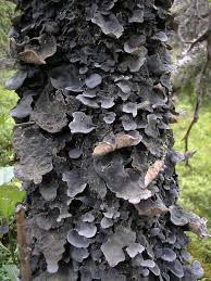 Attēlu rezultāti vaicājumam “Parmeliella triptophylla”