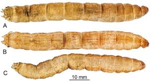 Attēlu rezultāti vaicājumam “Tipulidae larva”