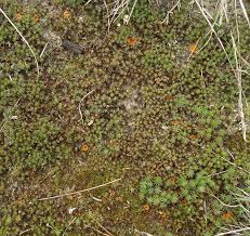 Attēlu rezultāti vaicājumam “Octospora humosa”