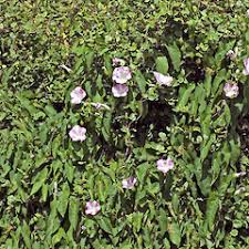 Attēlu rezultāti vaicājumam “Calystegia sepium”