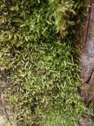 Attēlu rezultāti vaicājumam “Brachythecium”