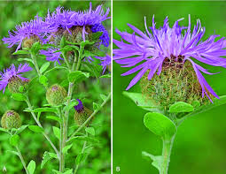 Attēlu rezultāti vaicājumam “Centaurea phrygia”