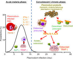 Attēlu rezultāti vaicājumam “undetermined plasmodium”
