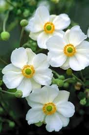 Attēlu rezultāti vaicājumam “Anemone sylvestris fruit”