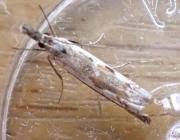 Attēlu rezultāti vaicājumam “Platytes alpinella”