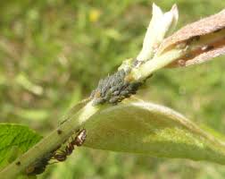 Attēlu rezultāti vaicājumam “Aphis farinosa”