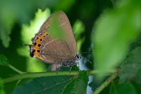 Attēlu rezultāti vaicājumam “Satyrium pruni”