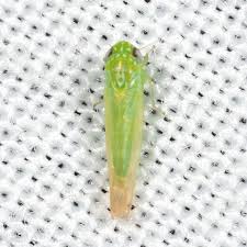 Attēlu rezultāti vaicājumam “Empoasca sp.”