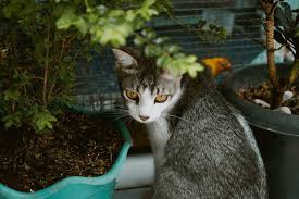 Kuvahaun tulos haulle bonsaikitten