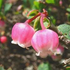 Attēlu rezultāti vaicājumam “Vaccinium uliginosum flower”