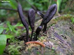 Attēlu rezultāti vaicājumam “Geoglossum sp.”