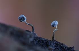 Attēlu rezultāti vaicājumam “Physarum viride macro”