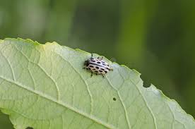 Attēlu rezultāti vaicājumam “Chrysomela vigintipunctata”